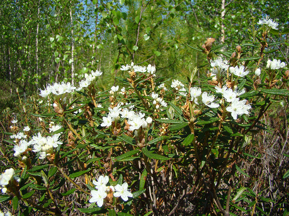 Image of Ledum palustre specimen.