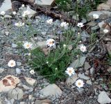 Pyrethrum poteriifolium