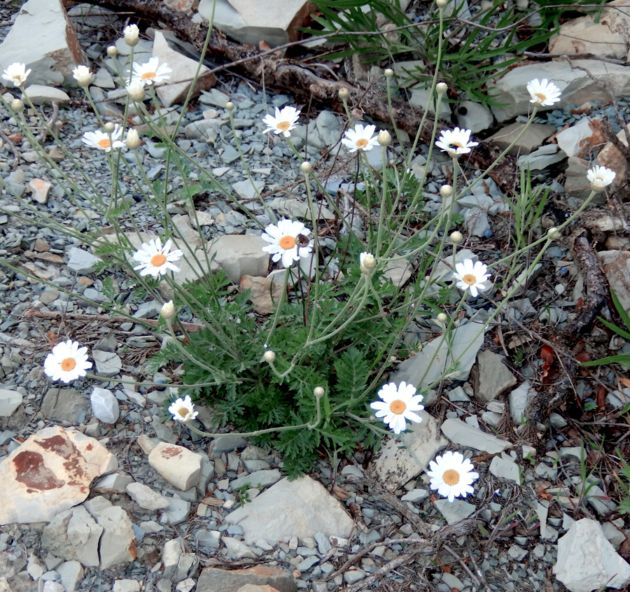 Image of Pyrethrum poteriifolium specimen.