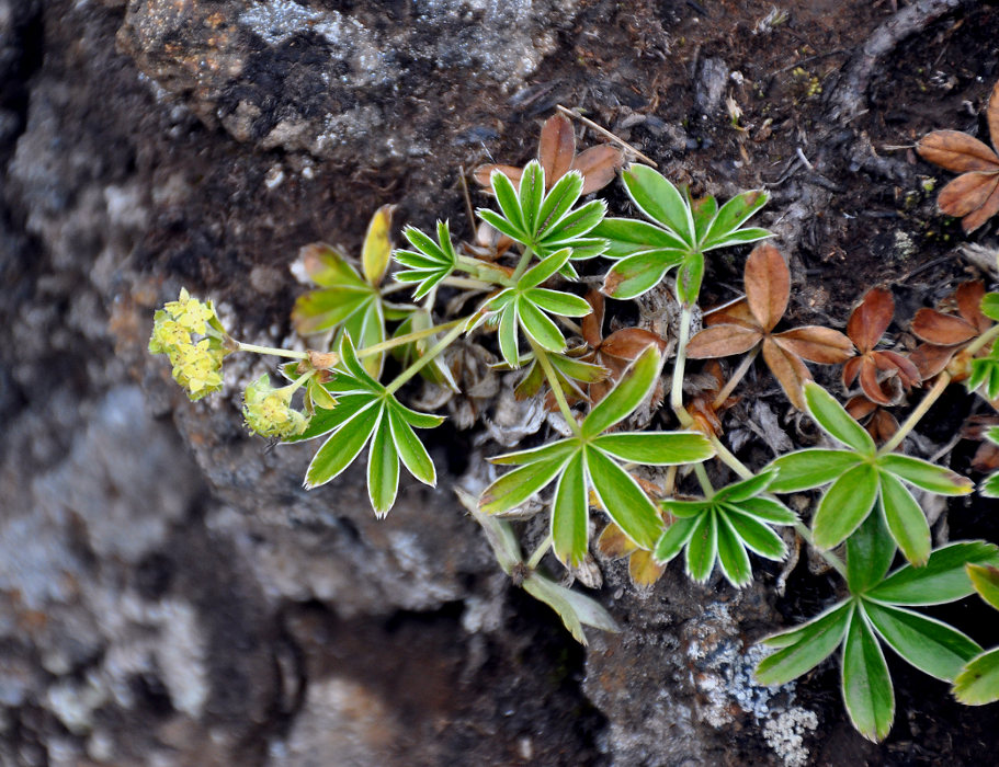 Image of Alchemilla alpina specimen.