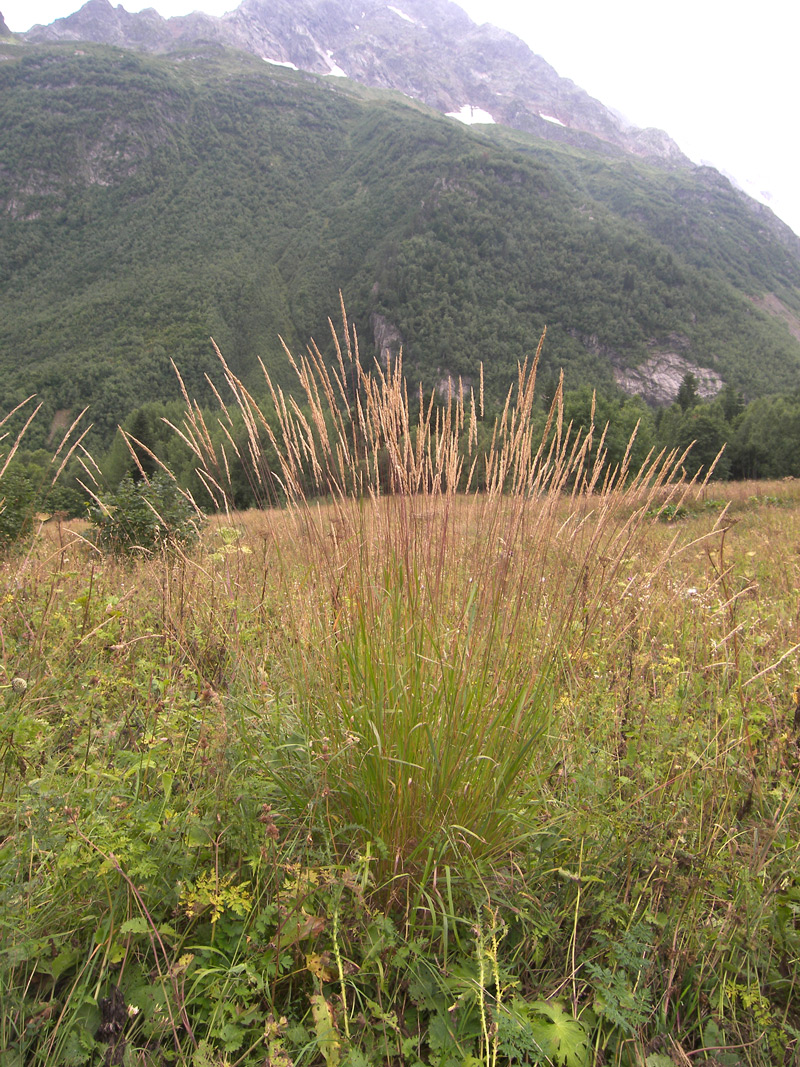 Image of Calamagrostis teberdensis specimen.