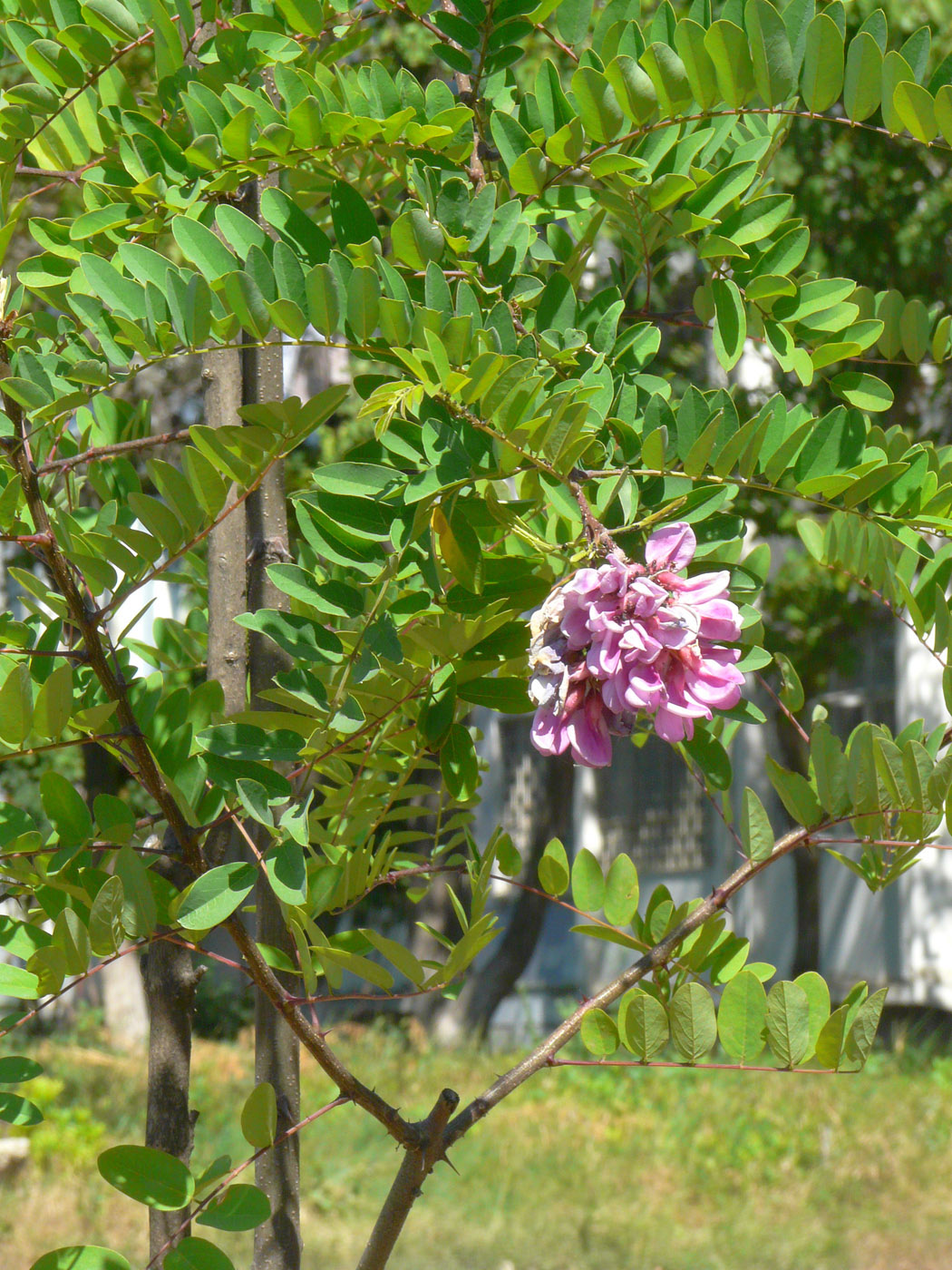 Image of Robinia viscosa specimen.