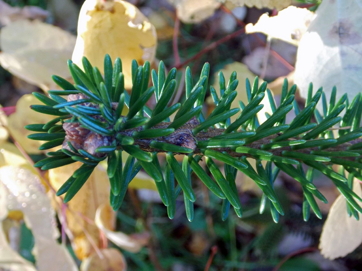 Image of Abies pinsapo specimen.