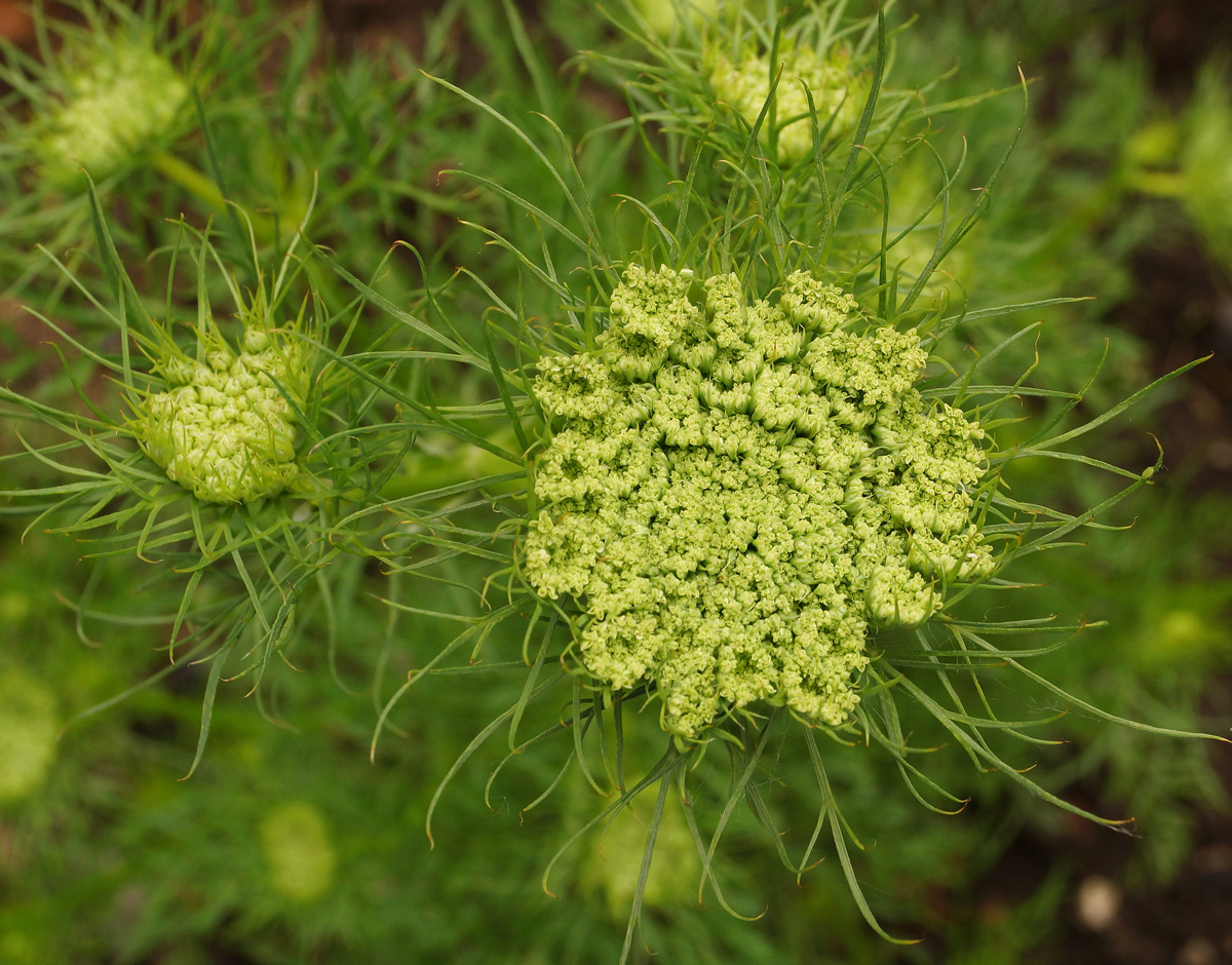 Image of Daucus sativus specimen.