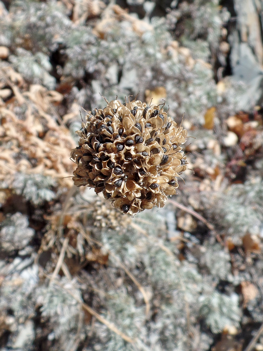 Image of genus Allium specimen.