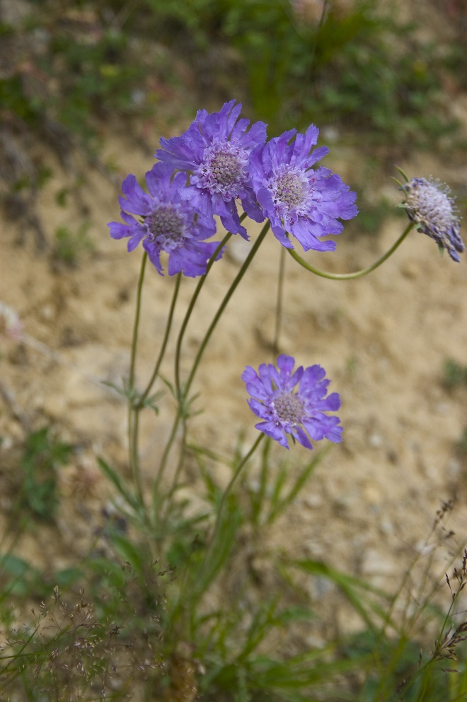 Image of Lomelosia caucasica specimen.