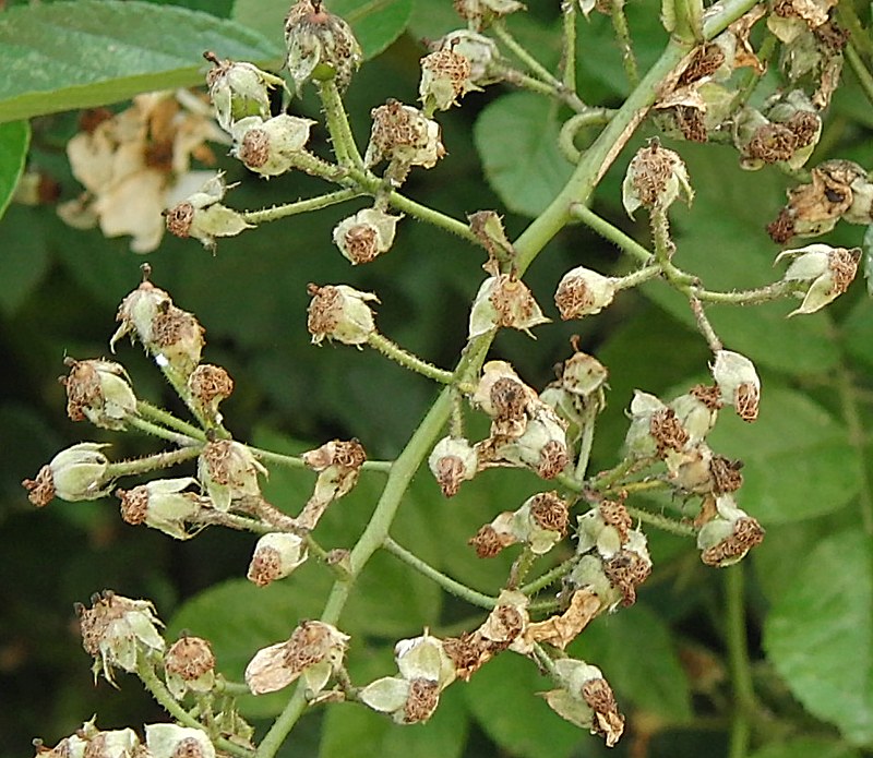 Image of Rosa multiflora specimen.