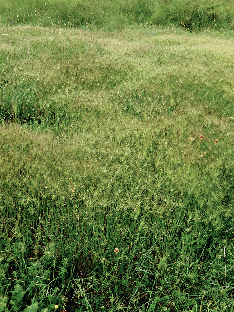 Image of Aegilops biuncialis specimen.