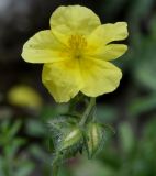 род Helianthemum