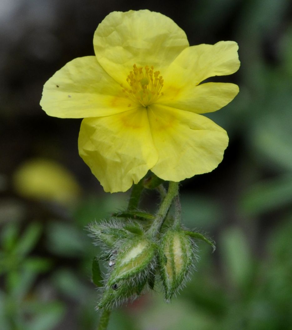 Image of genus Helianthemum specimen.