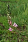 Onobrychis viciifolia