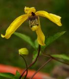 Clematis tangutica