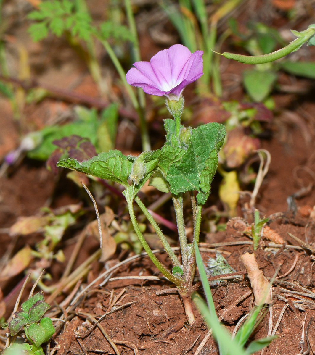 Изображение особи Convolvulus coelesyriacus.