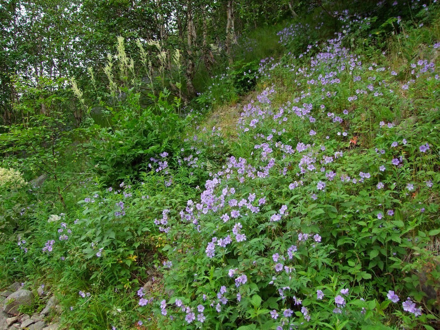 Image of Geranium erianthum specimen.