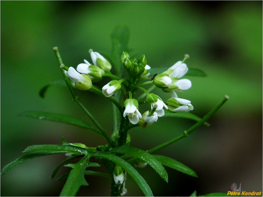 Image of Cardamine impatiens specimen.