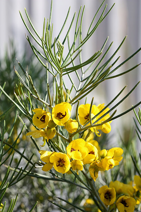 Image of Senna artemisioides specimen.