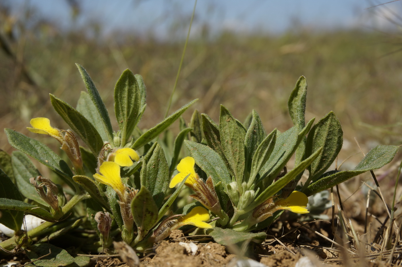 Image of Ajuga salicifolia specimen.