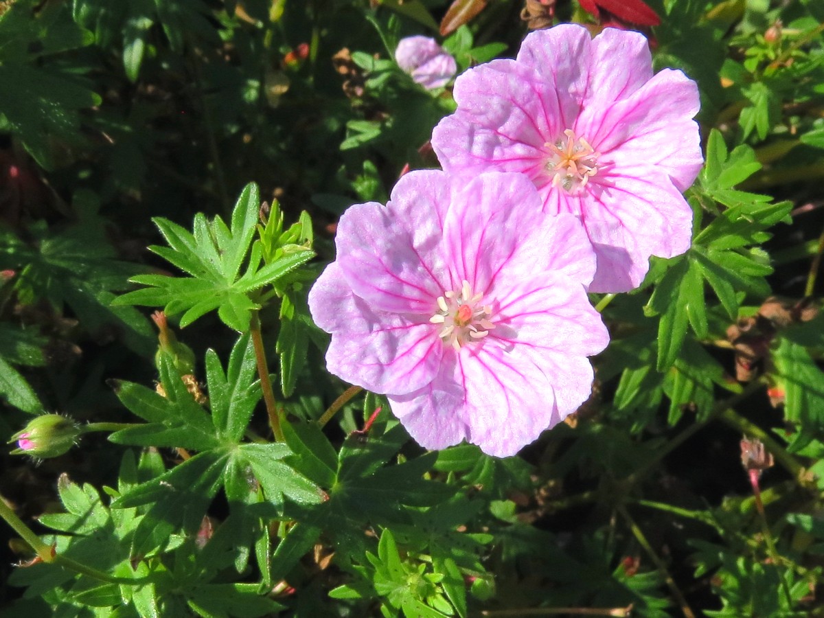 Image of Geranium sanguineum specimen.