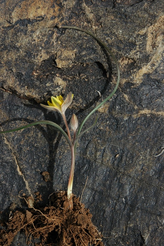 Image of Gagea setifolia specimen.