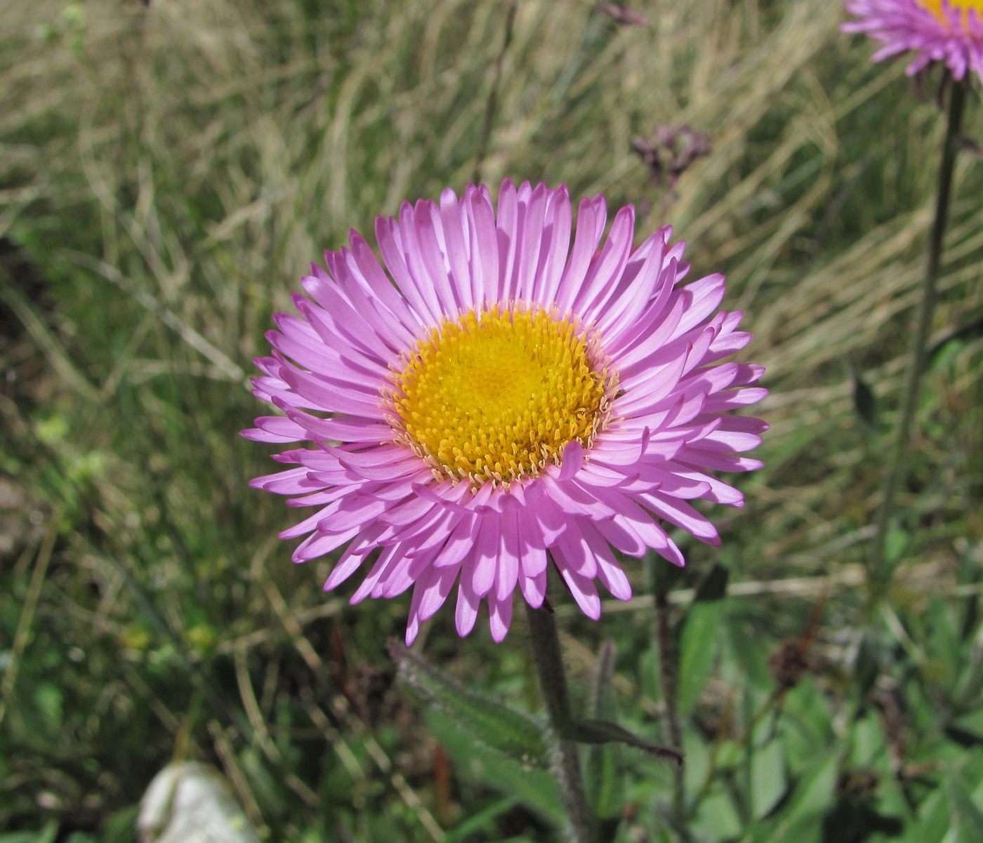 Изображение особи Erigeron venustus.