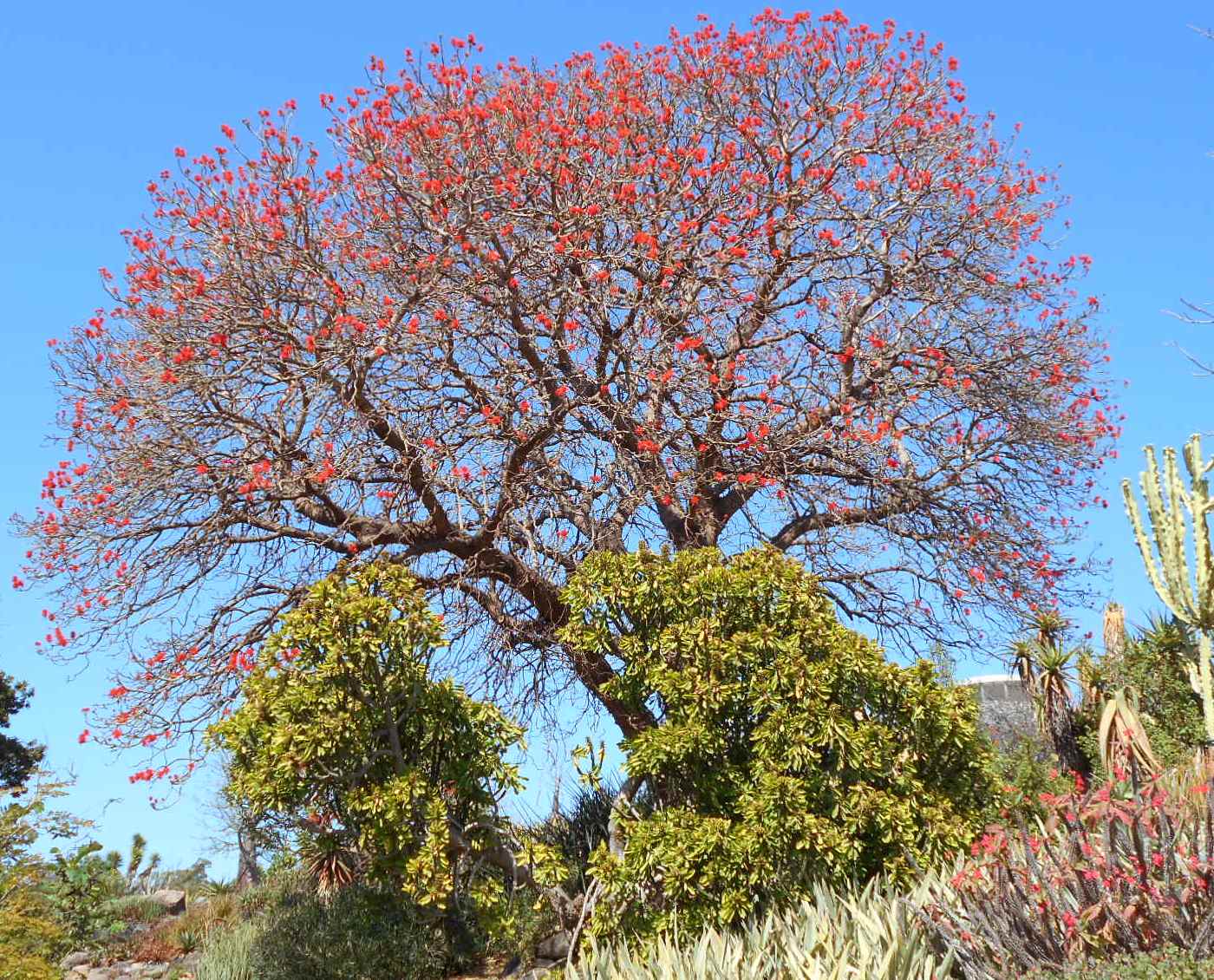 Изображение особи Erythrina abyssinica.