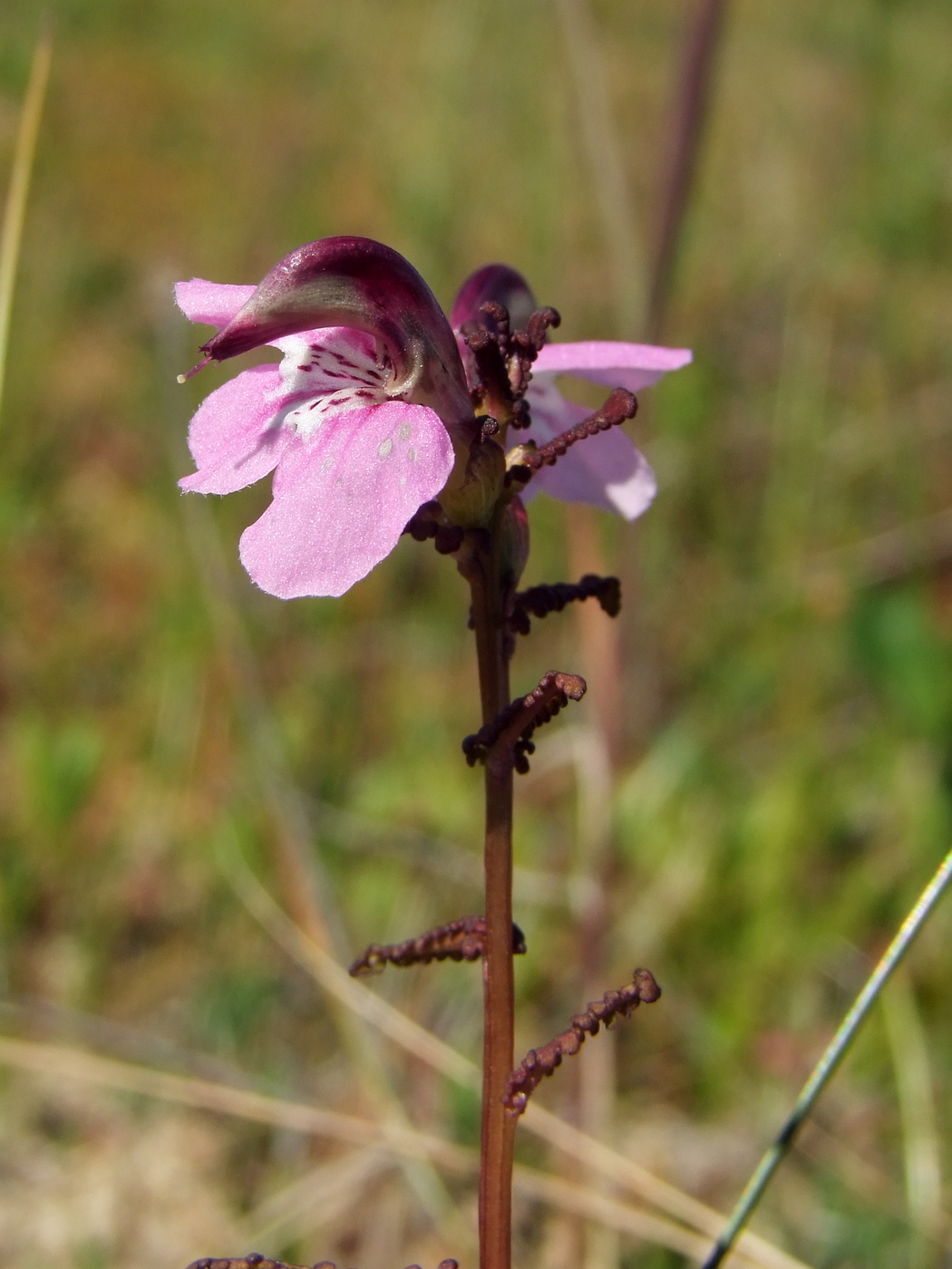 Изображение особи Pedicularis adunca.
