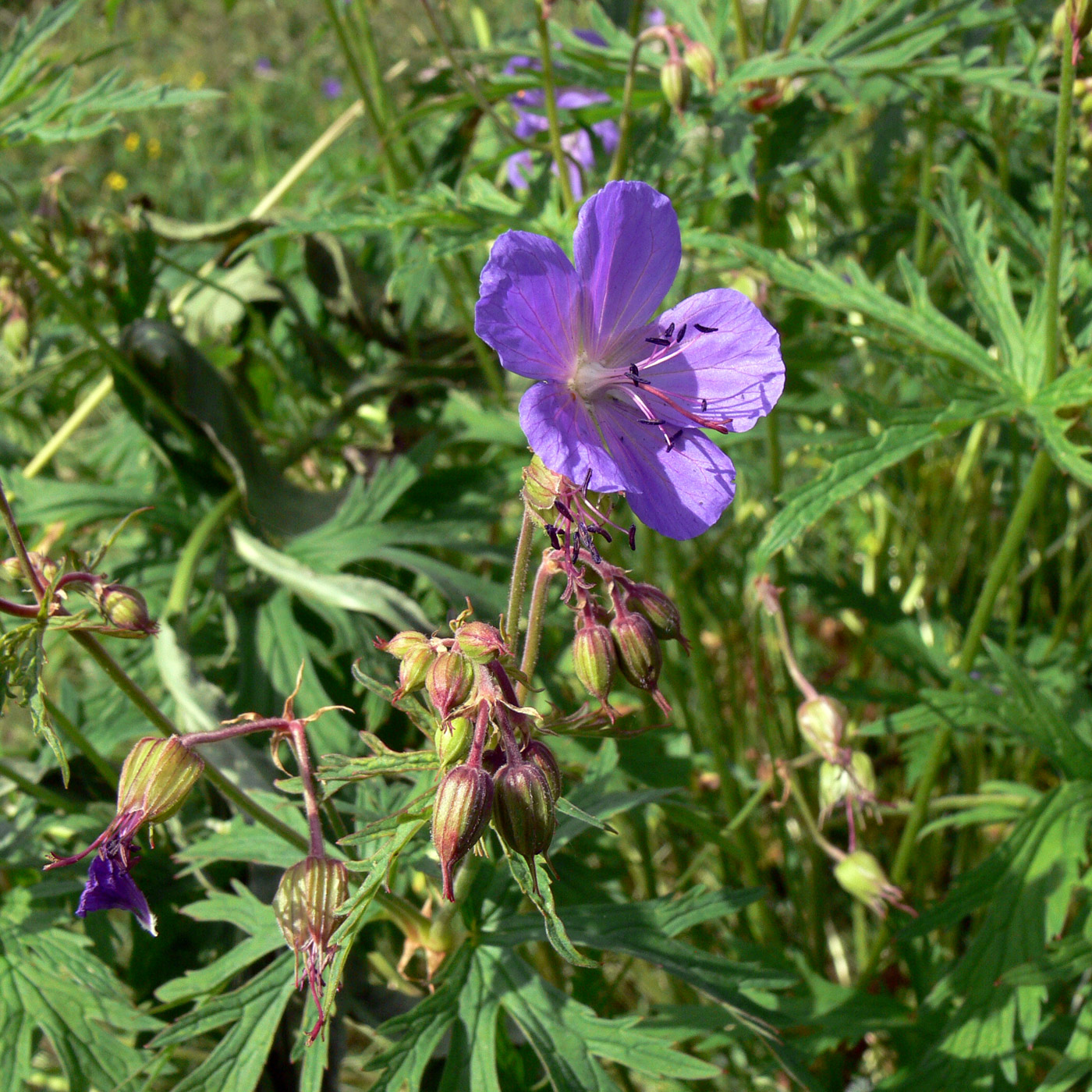 Изображение особи Geranium pratense.