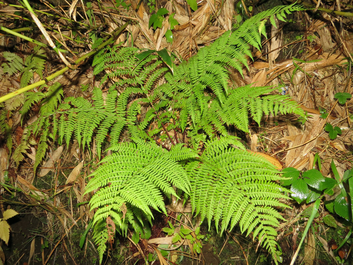 Image of Athyrium monomachii specimen.