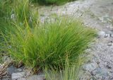 genus Carex. Плодоносящее растение. Бурятия, Чивыркуйский залив, окр. пос. Чивыркуй. 18.07.2009.