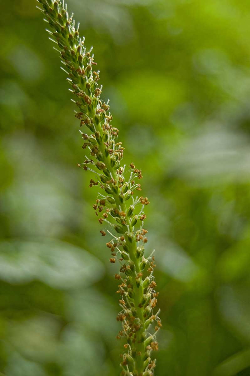 Изображение особи Plantago major.