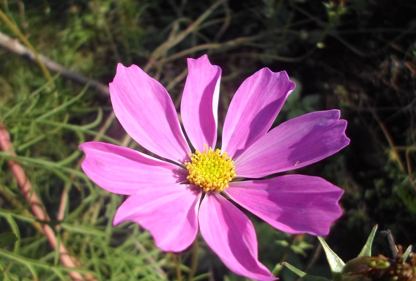 Image of Cosmos bipinnatus specimen.