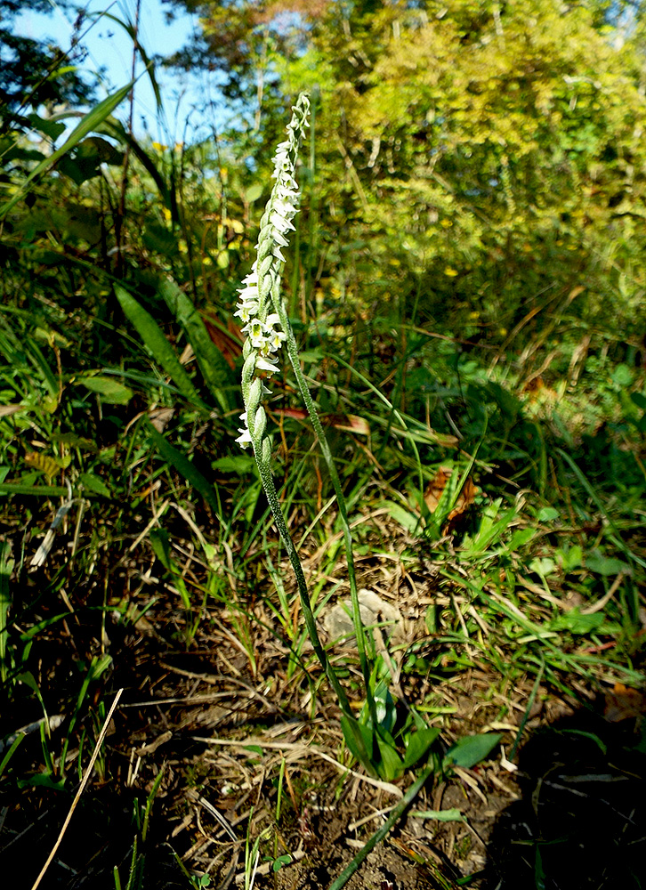 Image of Spiranthes spiralis specimen.