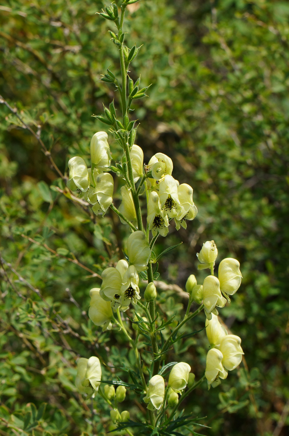 Image of Aconitum anthoroideum specimen.