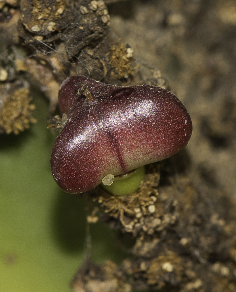 Image of Euphorbia cooperi specimen.