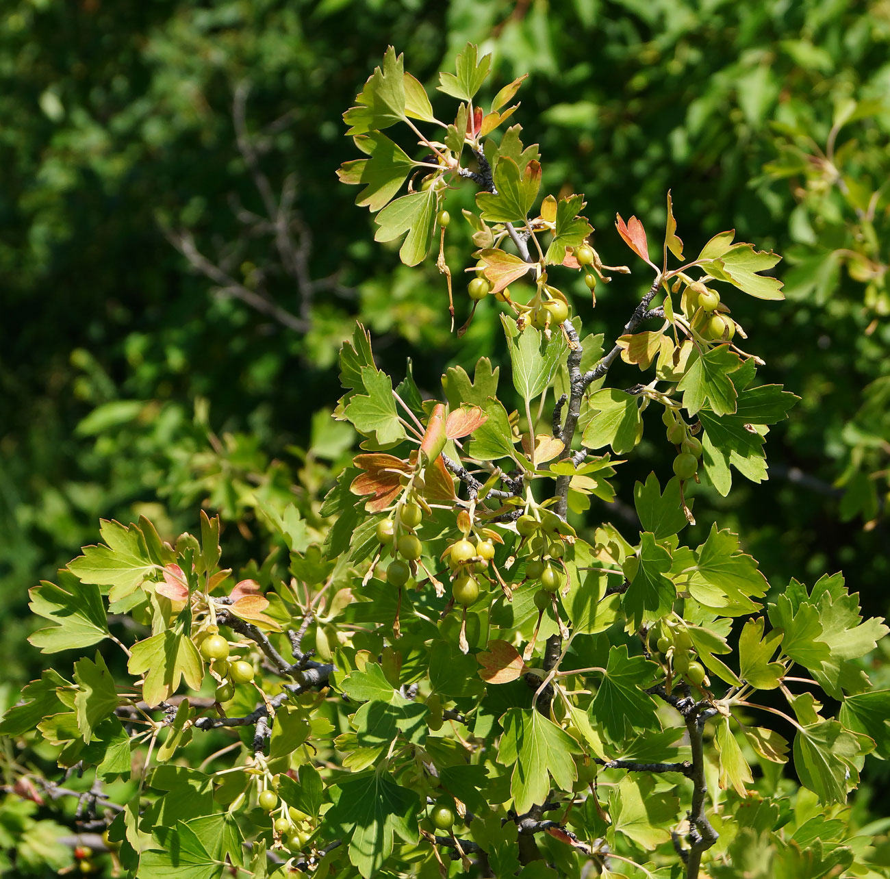 Image of Ribes aureum specimen.