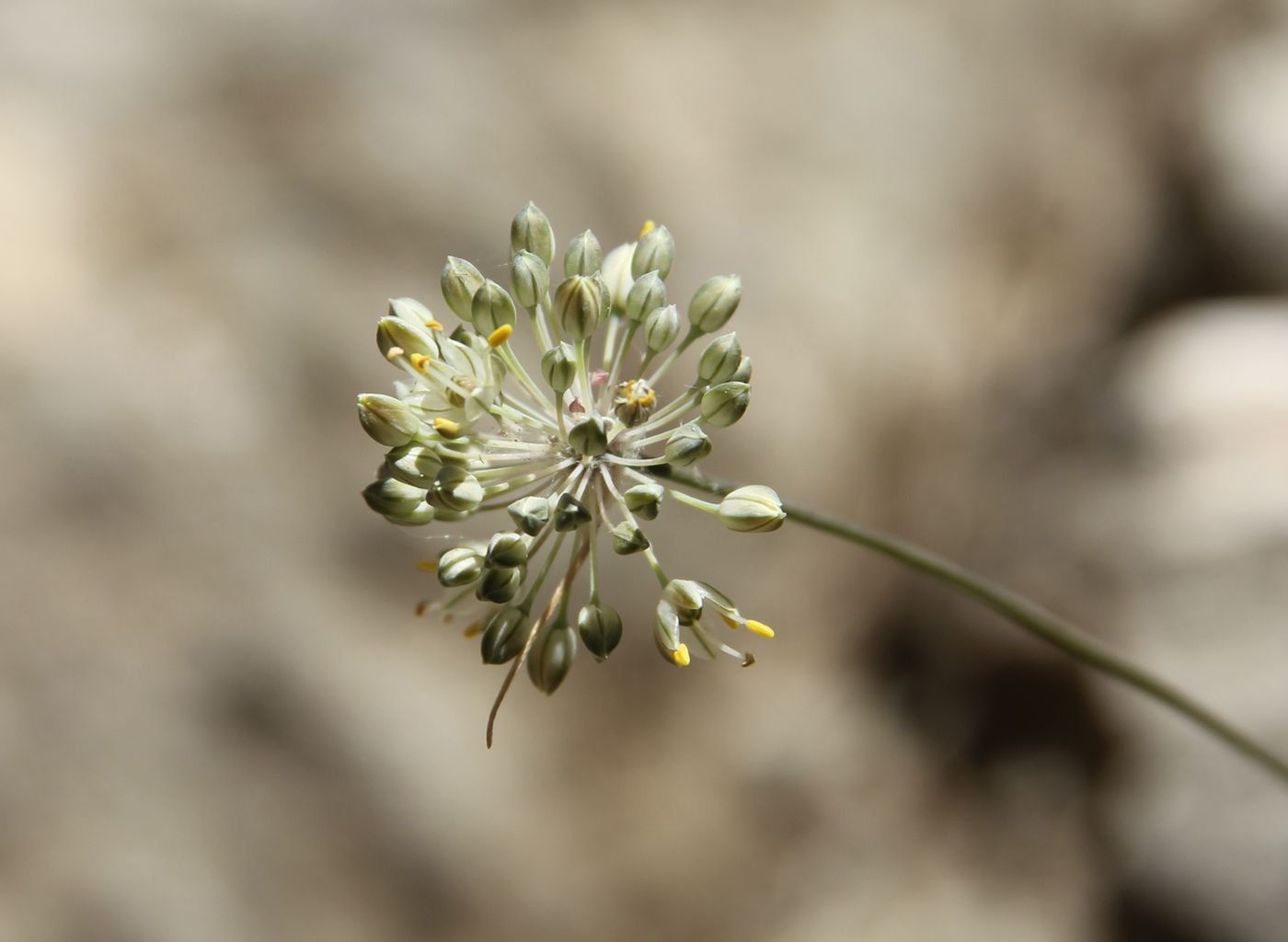 Image of Allium marmoratum specimen.