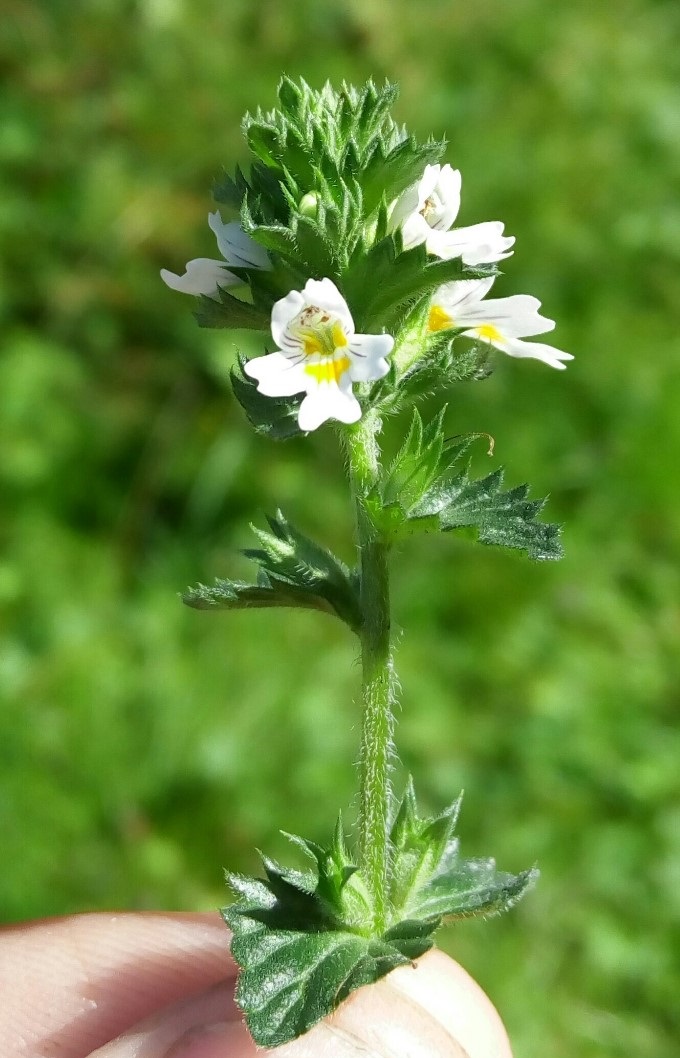 Image of genus Euphrasia specimen.