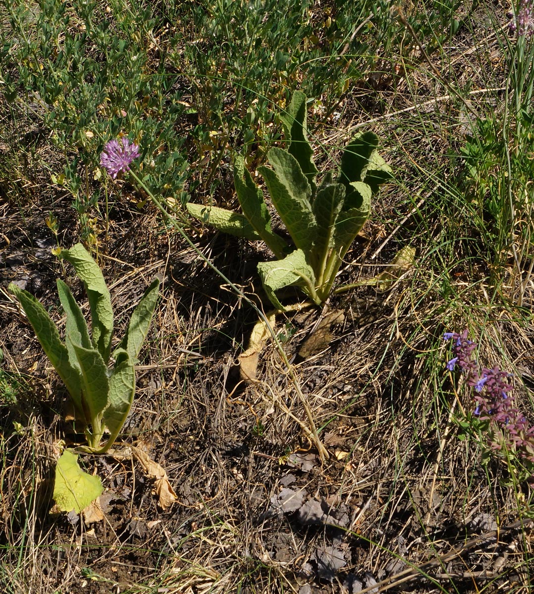 Image of Allium pallasii specimen.