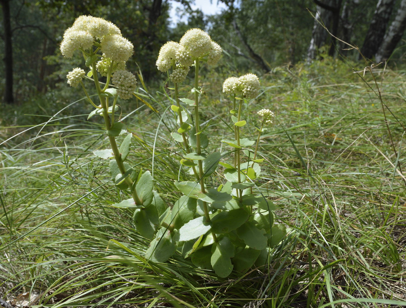 Image of Hylotelephium stepposum specimen.