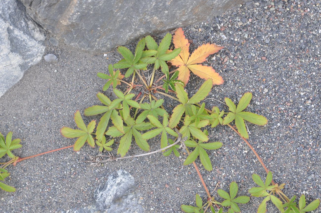 Изображение особи Potentilla reptans.