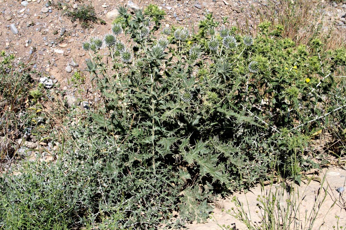 Image of Echinops leiopolyceras specimen.