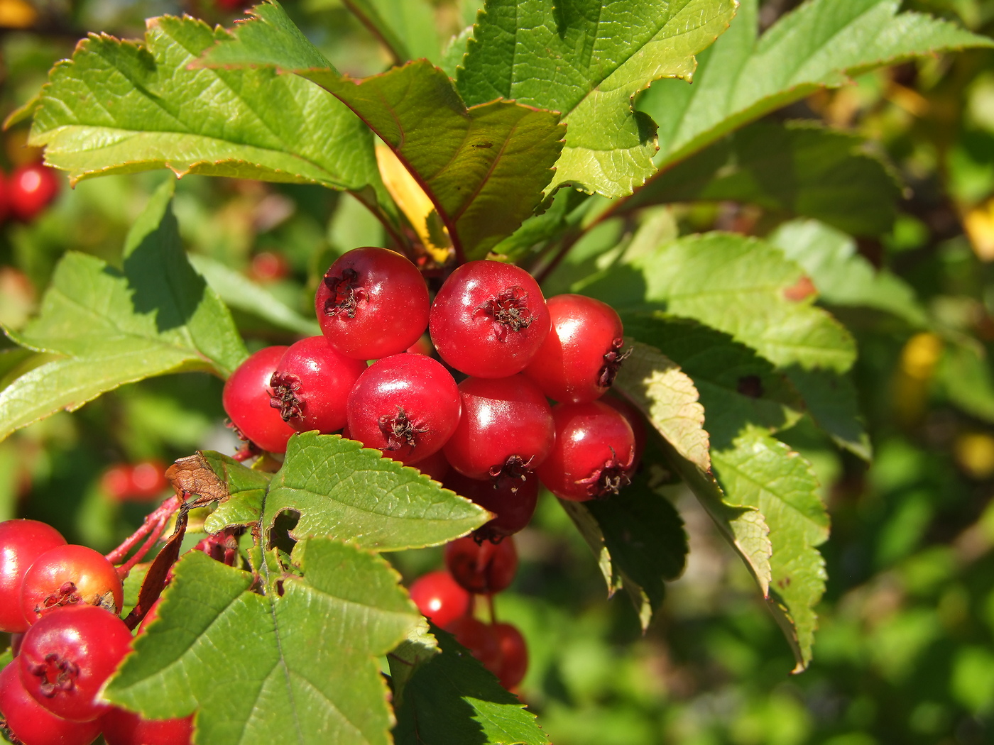 Image of Crataegus dahurica specimen.