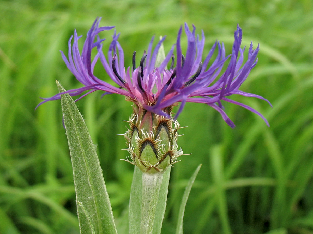 Image of Centaurea stricta specimen.