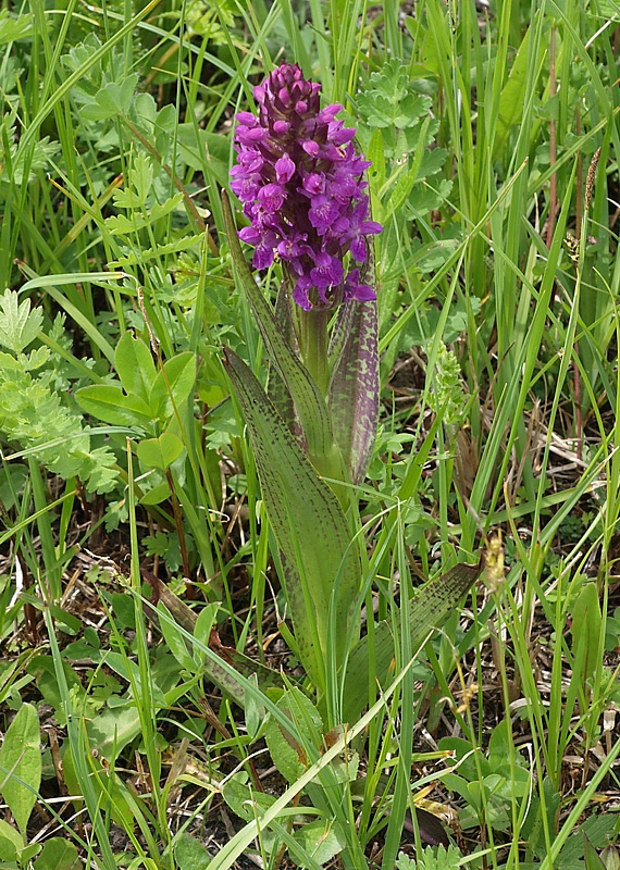 Image of Dactylorhiza urvilleana specimen.