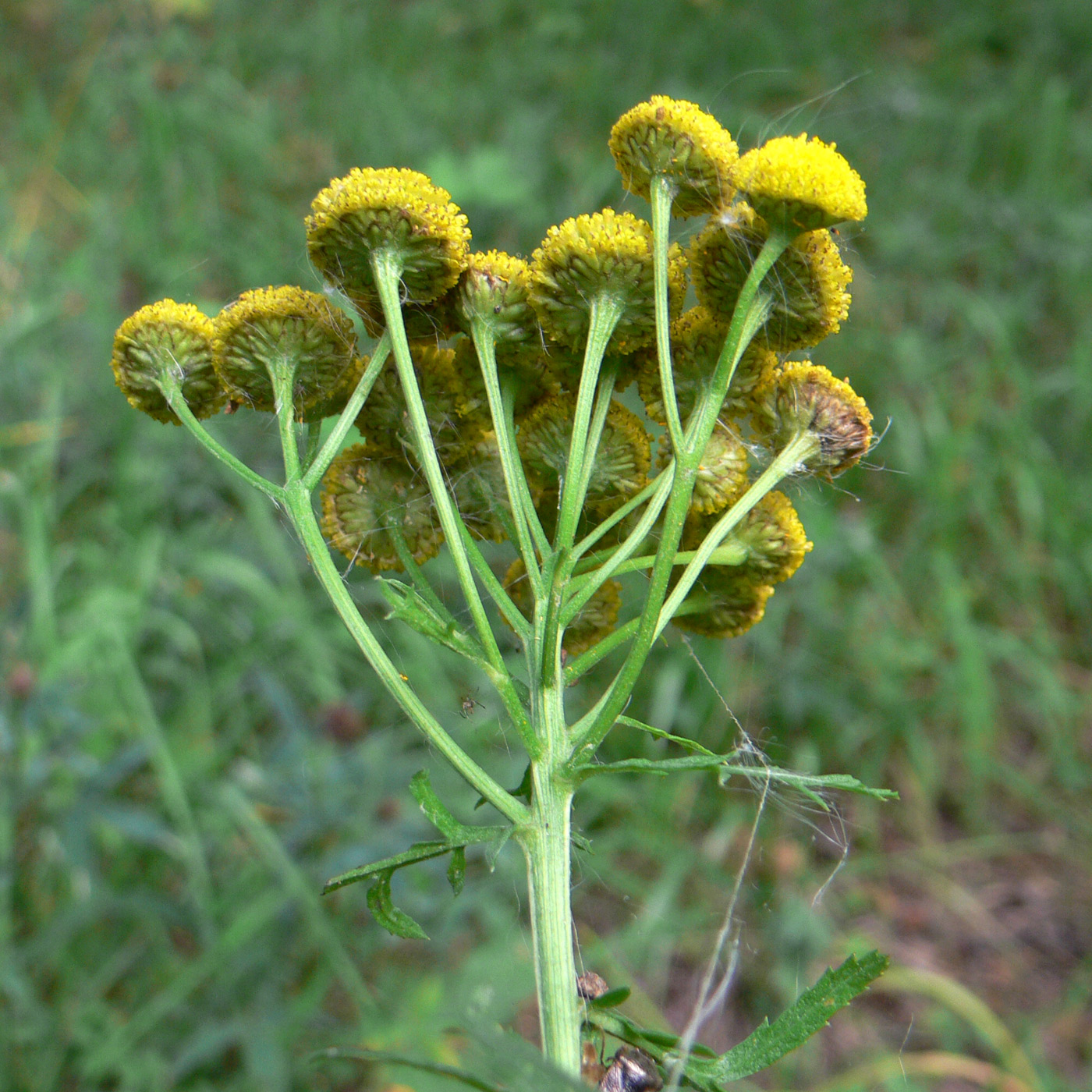 Image of Tanacetum vulgare specimen.