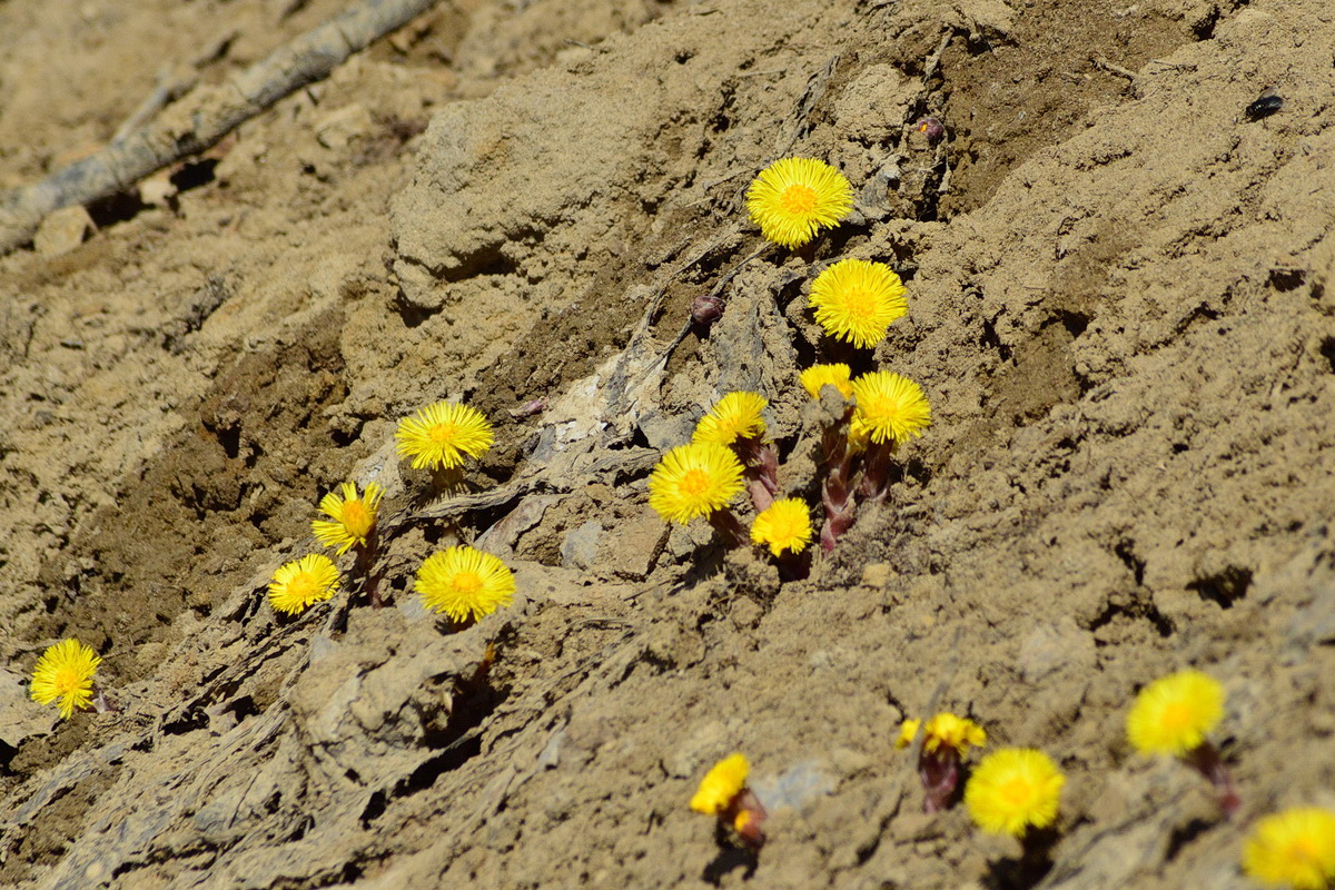 Image of Tussilago farfara specimen.