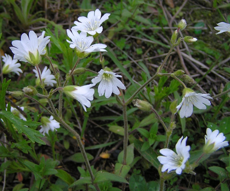 Image of Cerastium arvense specimen.