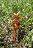 Orobanche alba subspecies xanthostigma. Отцветающие растения. Дагестан, Табасаранский р-н, 4 км к северо-востоку от с. Дарваг, поляна в дубовом лесу. 3 июня 2019 г.