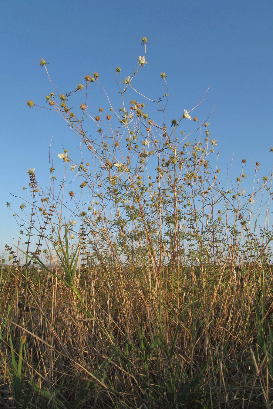 Image of Lomelosia argentea specimen.