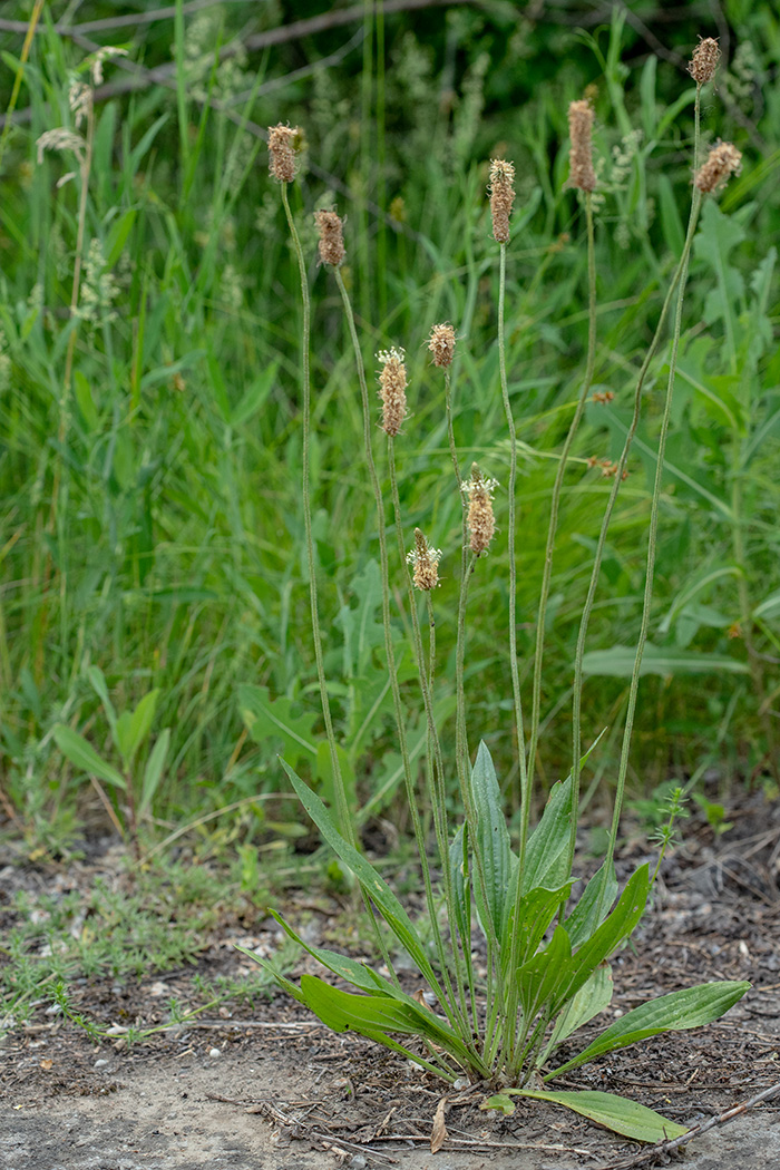 Image of Plantago lanceolata specimen.